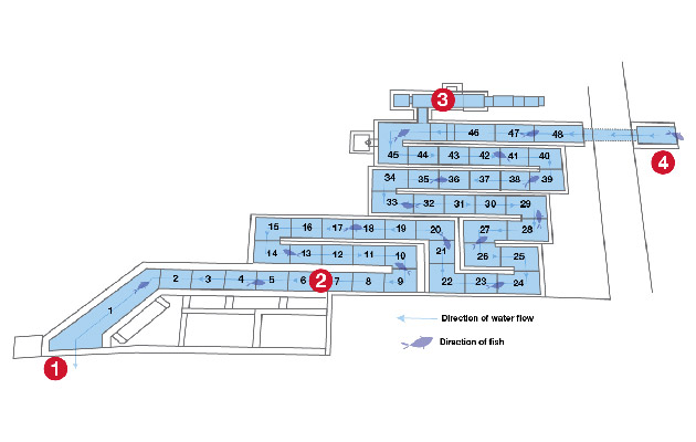 A graphic showing the pools of the fish ladder, the direction of the fish, and the direction of water.